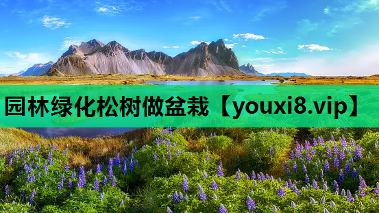 园林绿化松树做盆栽